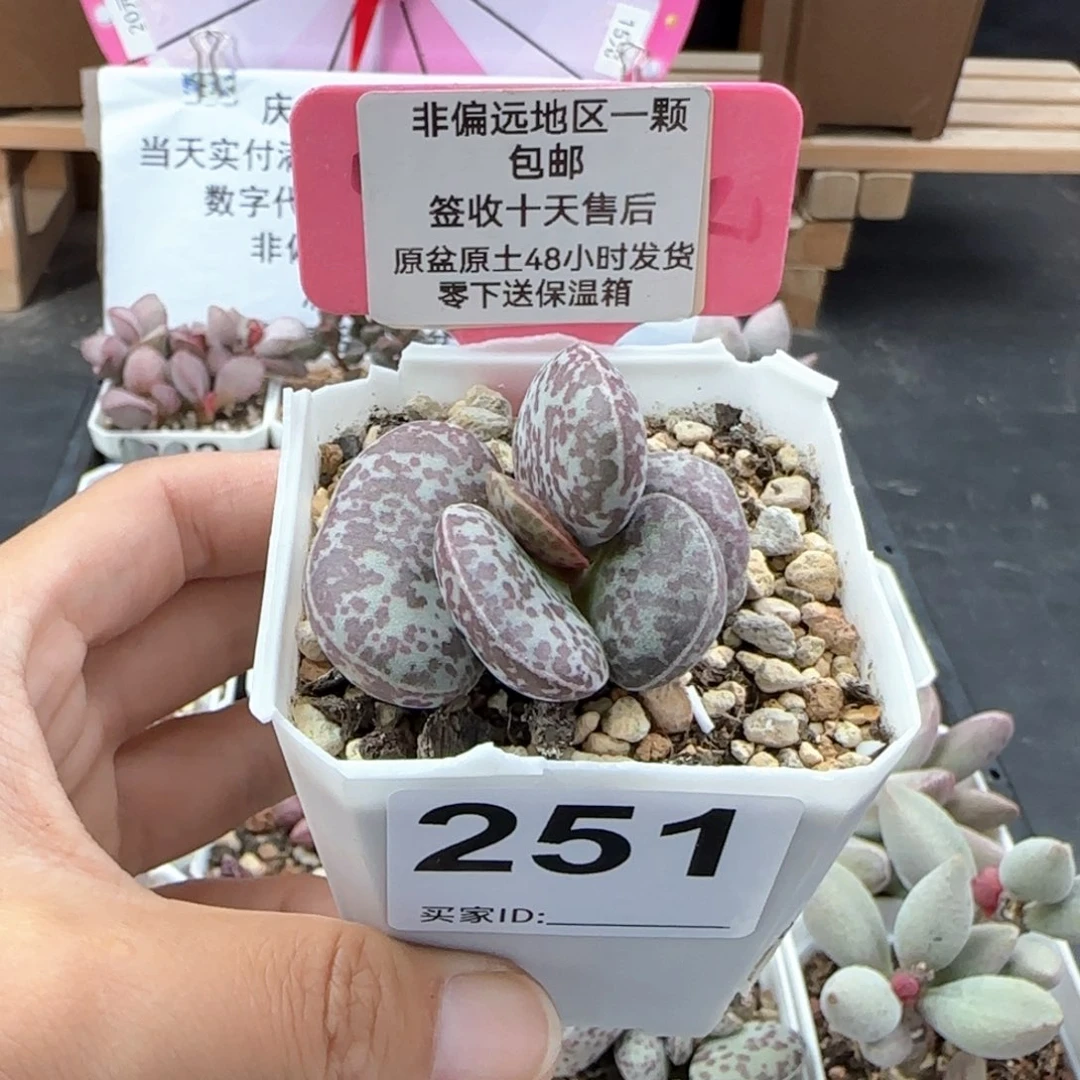 樂**?251密斑花旦多肉