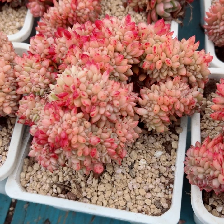 精品多肉植物老桩