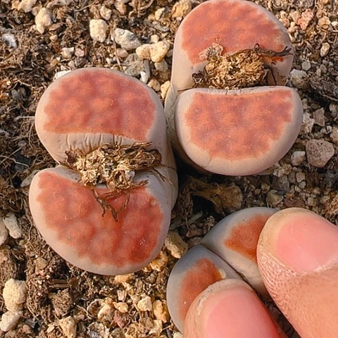 【闪购商品】21665