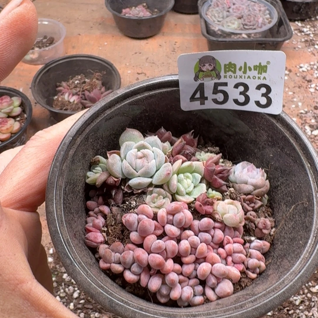 多肉植物多肉植物