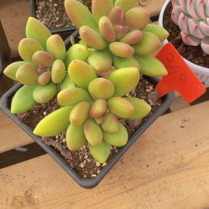 在家干了啥呀啊这
