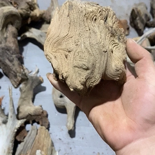 南***头柏木我在这里等着看看去了