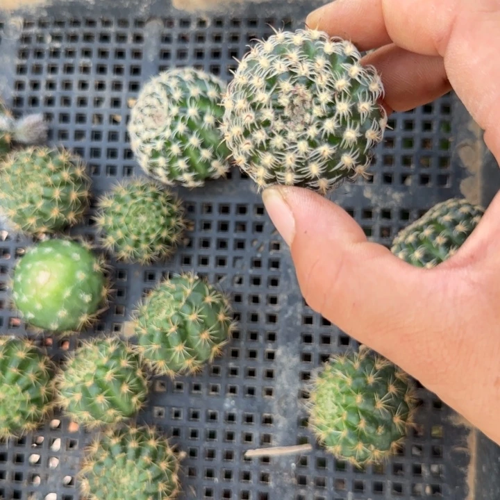 魅影无根侧芽两公分左右