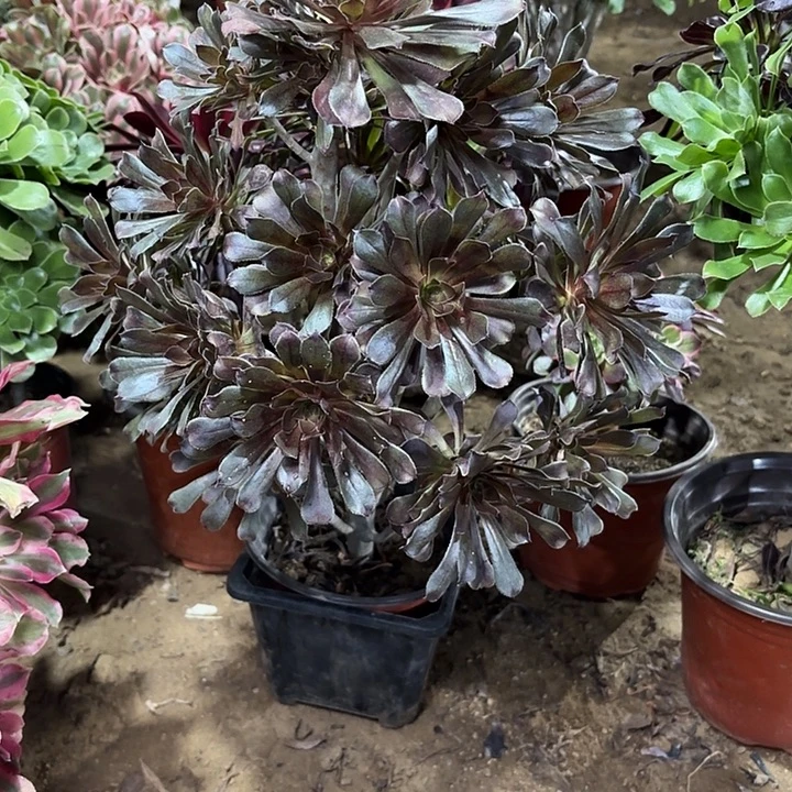 多肉植物法师灰法25