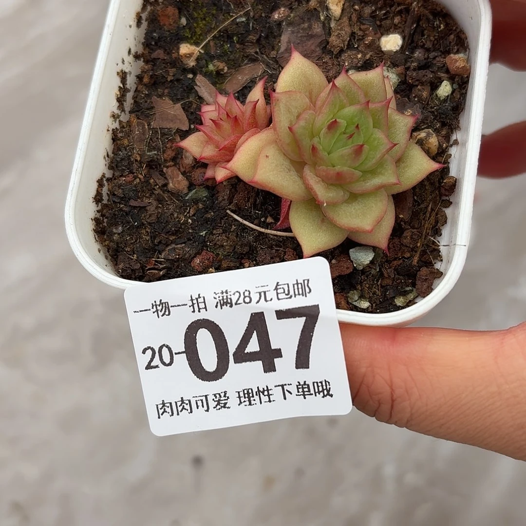 林肯无盆土发货无盆土发货无