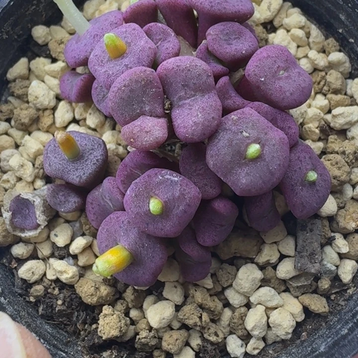 46号纽扣群一物一拍