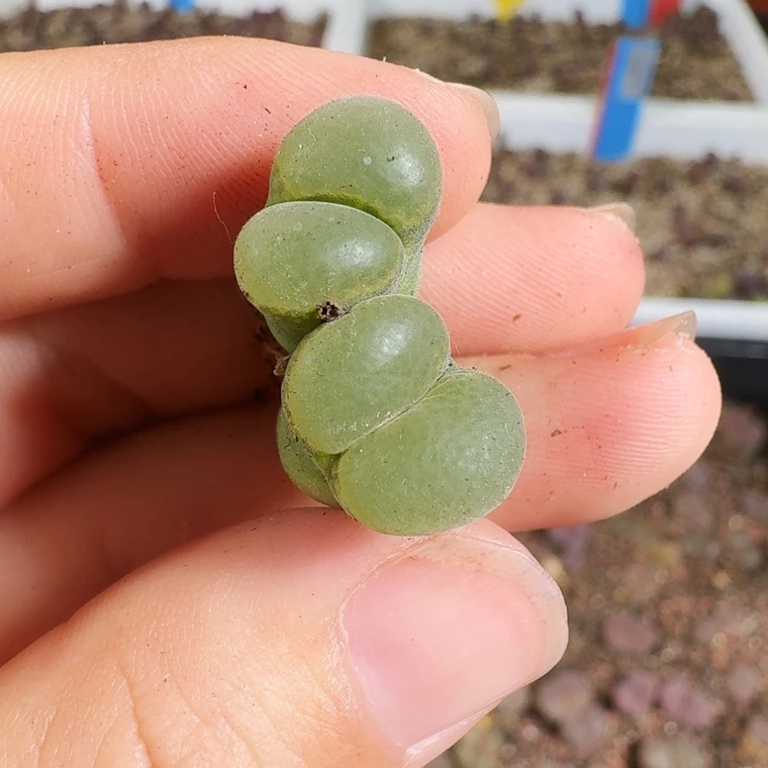 多肉植物福利风铃326