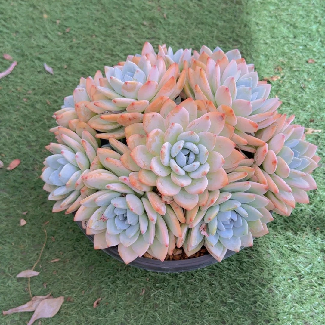 3冷香多肉植物的生长