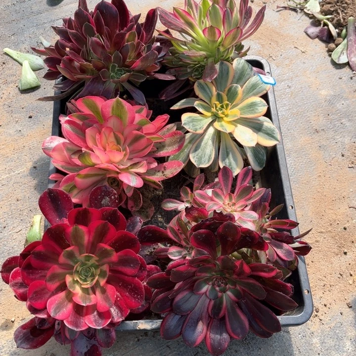 311组合6多肉法师