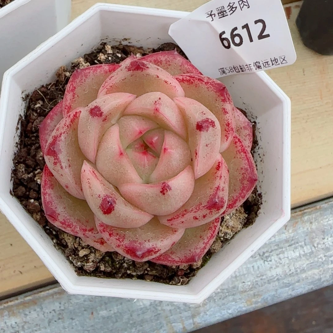 ?****?M100，多肉植物，6612
