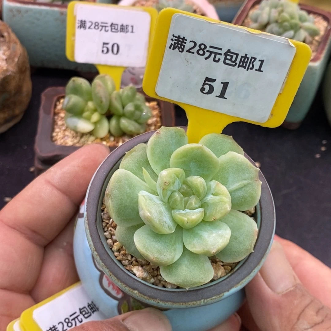 151梦幻泡影石化变异