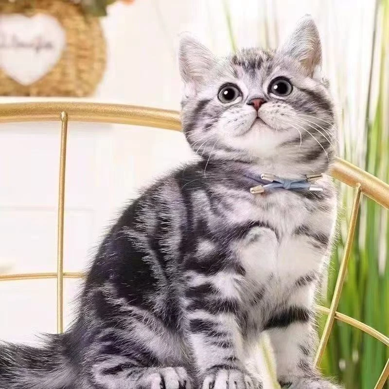 猫咪40麦小狗猫咪宠物活体链接