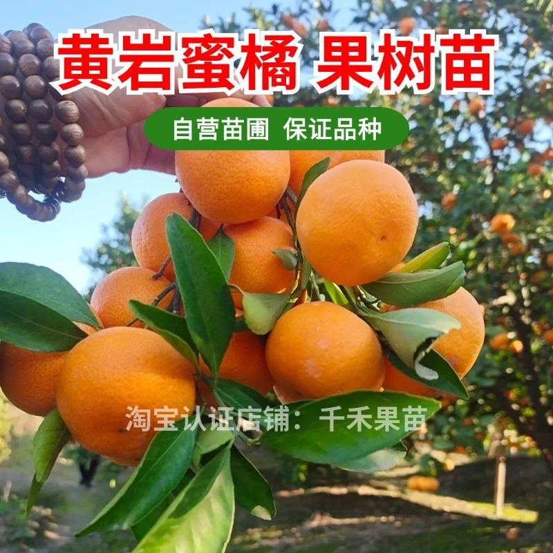 黄岩蜜橘树苗嫁接无籽沙塘桔橘子树苗盆栽地栽南北方种植当年结果
