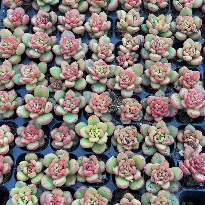 糖*128颗小苹果花128颗一组