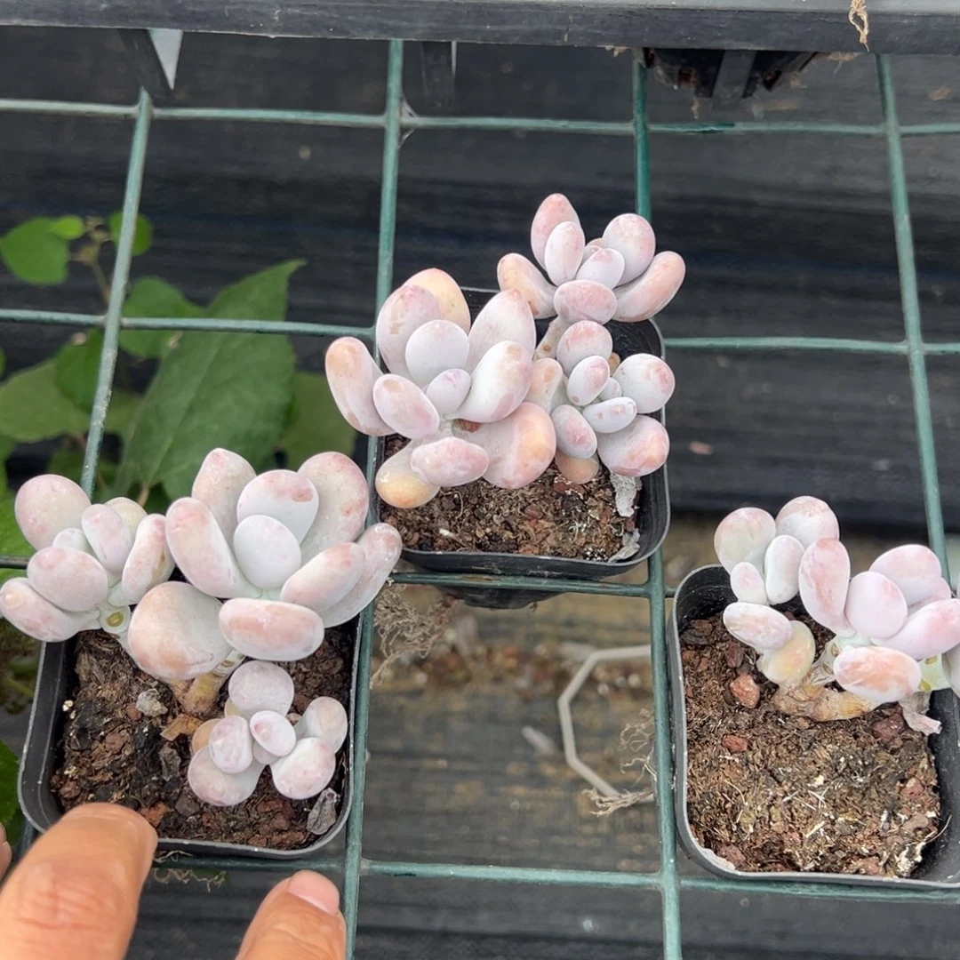 达摩奶酪三头群一颗量拍多肉满18元包邮下午发