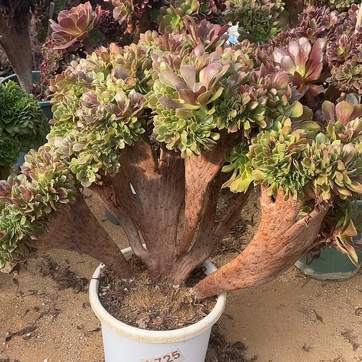 A725柠檬缀化45-1脱土包邮