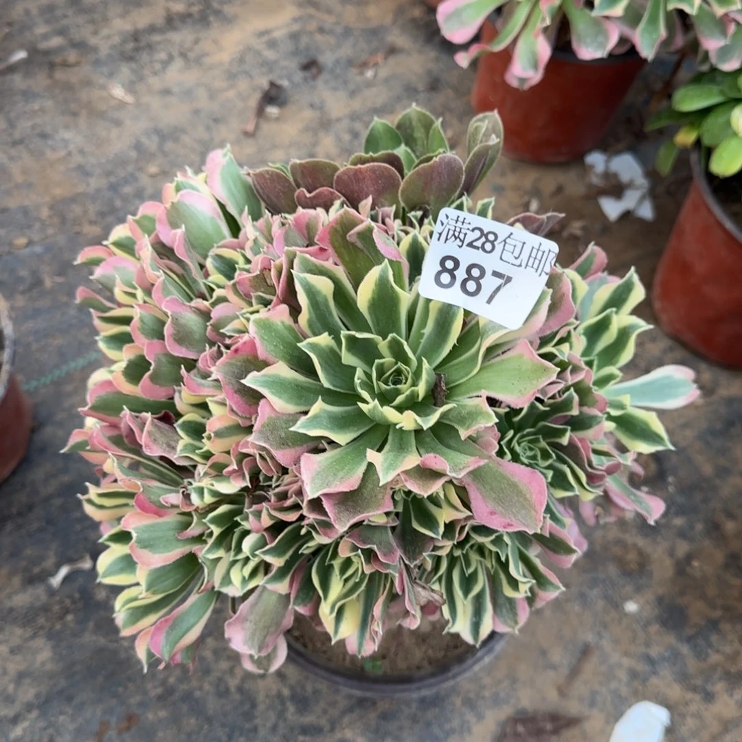 白凤多肉887满28包邮断枝不包
