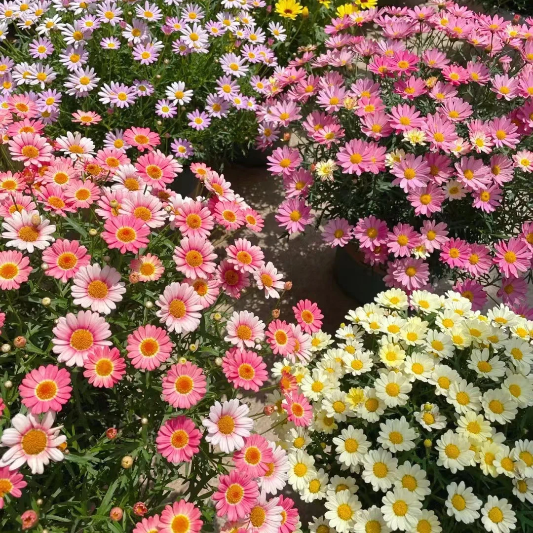 （2盆组合）玛格丽特 阳台庭院花园盆栽地栽多年生四季开花好养花卉