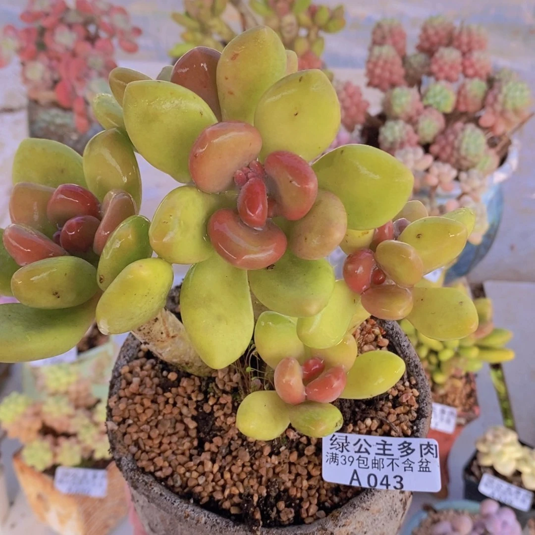 芒果奶老桩15cm043多肉酱
