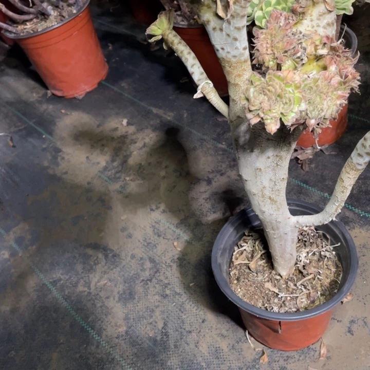 陈***金拉丝锦缀化多肉植物多肉
