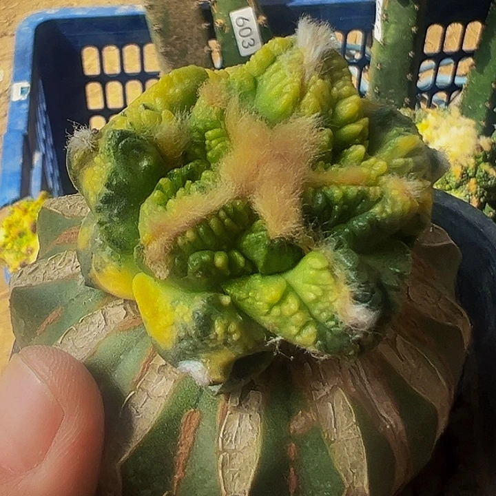 无花朵散班大尤龟甲哥斯拉牡丹锦251