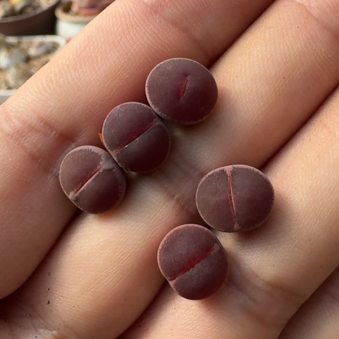 F416全窗净窗酒红回交版一年半