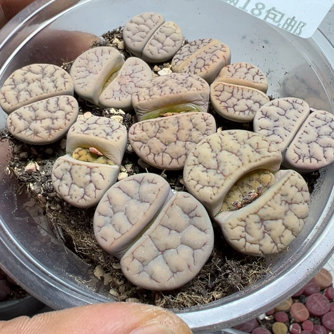 【闪购商品】 376。