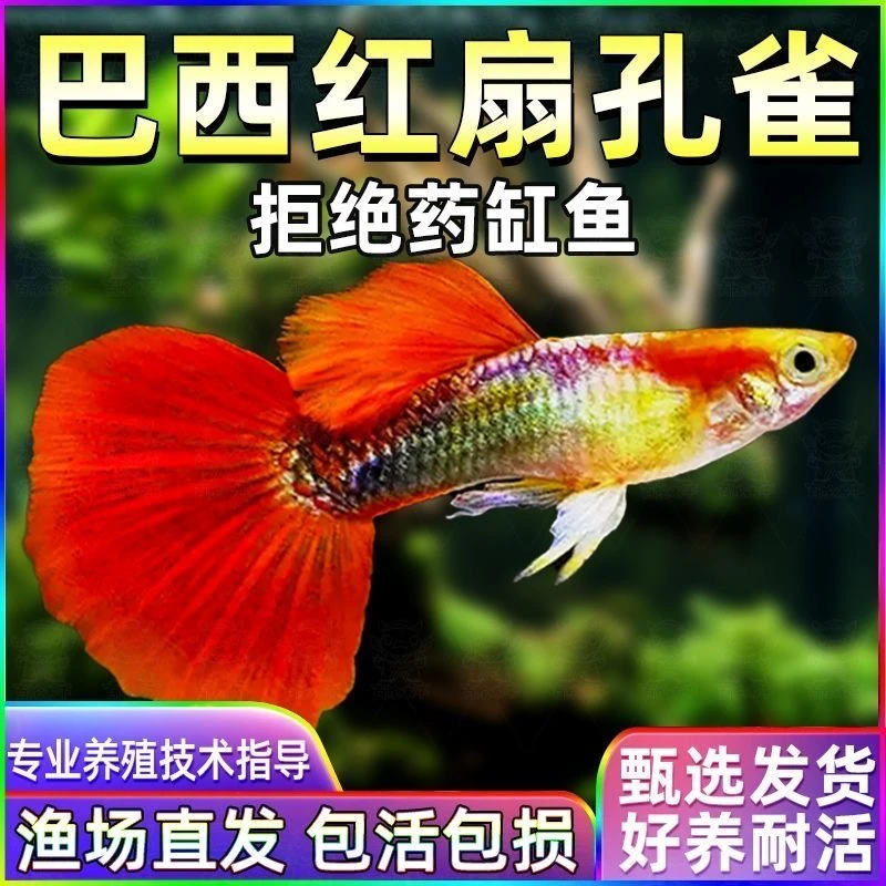 巴西红扇孔雀鱼精品红尾小型鱼观赏鱼凤尾胎生好养冷水易活彩霞鱼