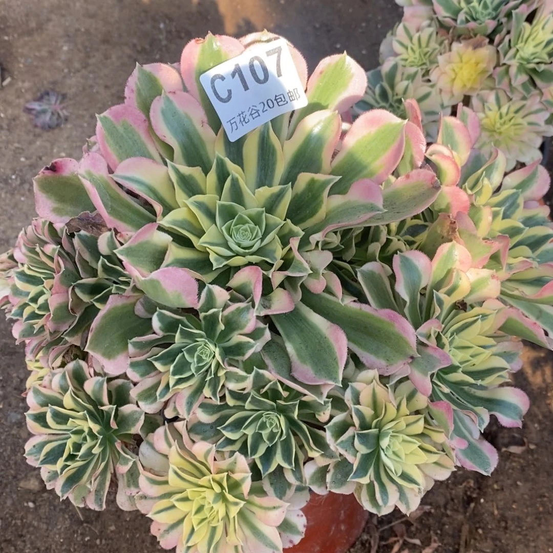 107白凤多肉植物