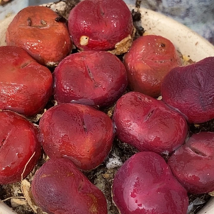 超红蟠桃母本一颗  有伤   2厘米