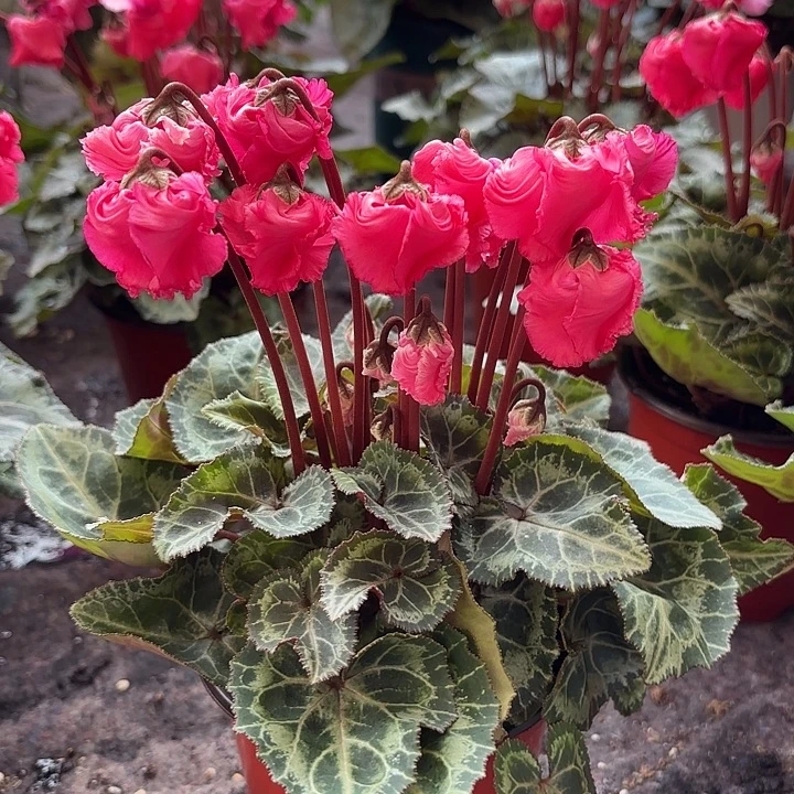 完全开放红色灯笼12口径