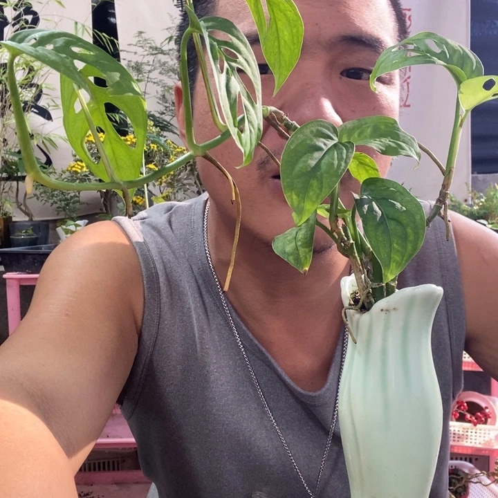 以实际为准盆景绿植花卉30