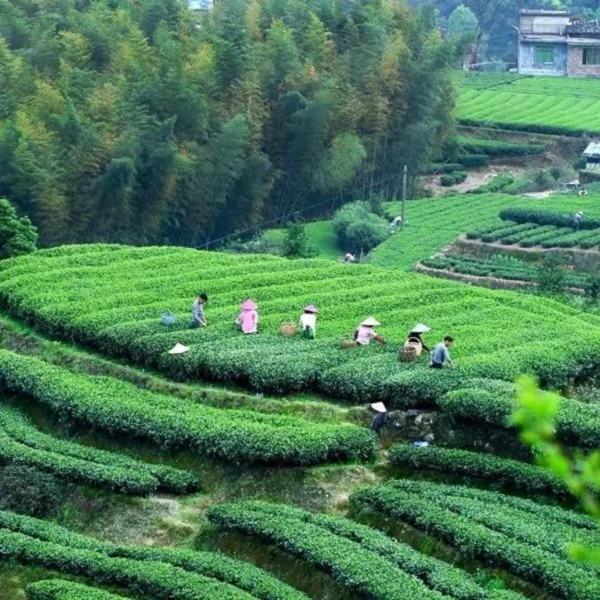 陆羽峰 陆羽传承2022年荒野白牡丹330g