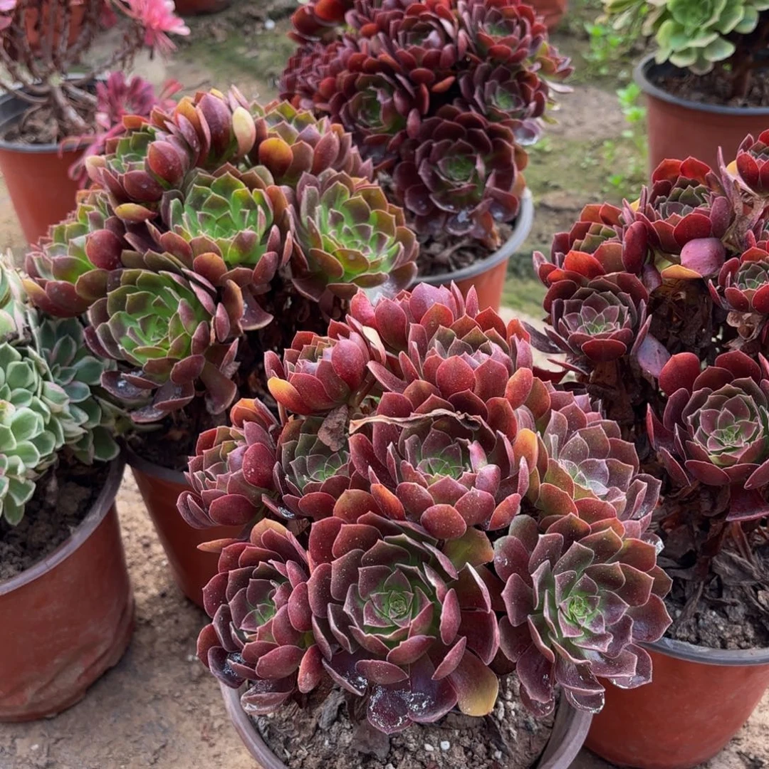 黑玫瑰掐心手捧9.9木质老桩