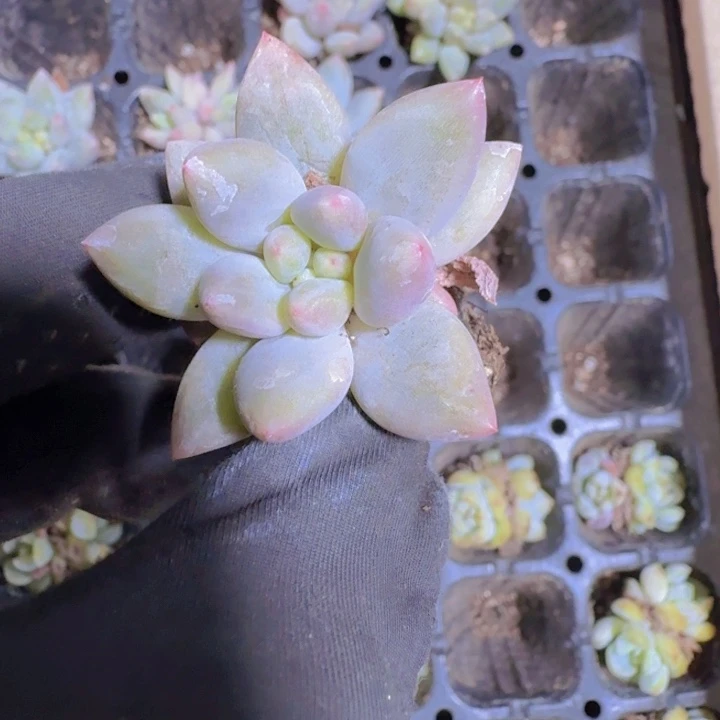 精品红蜻蜓量拍两颗