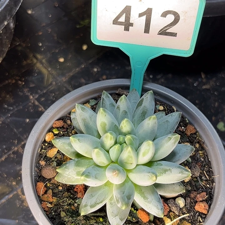 姜子牙一物一拍412