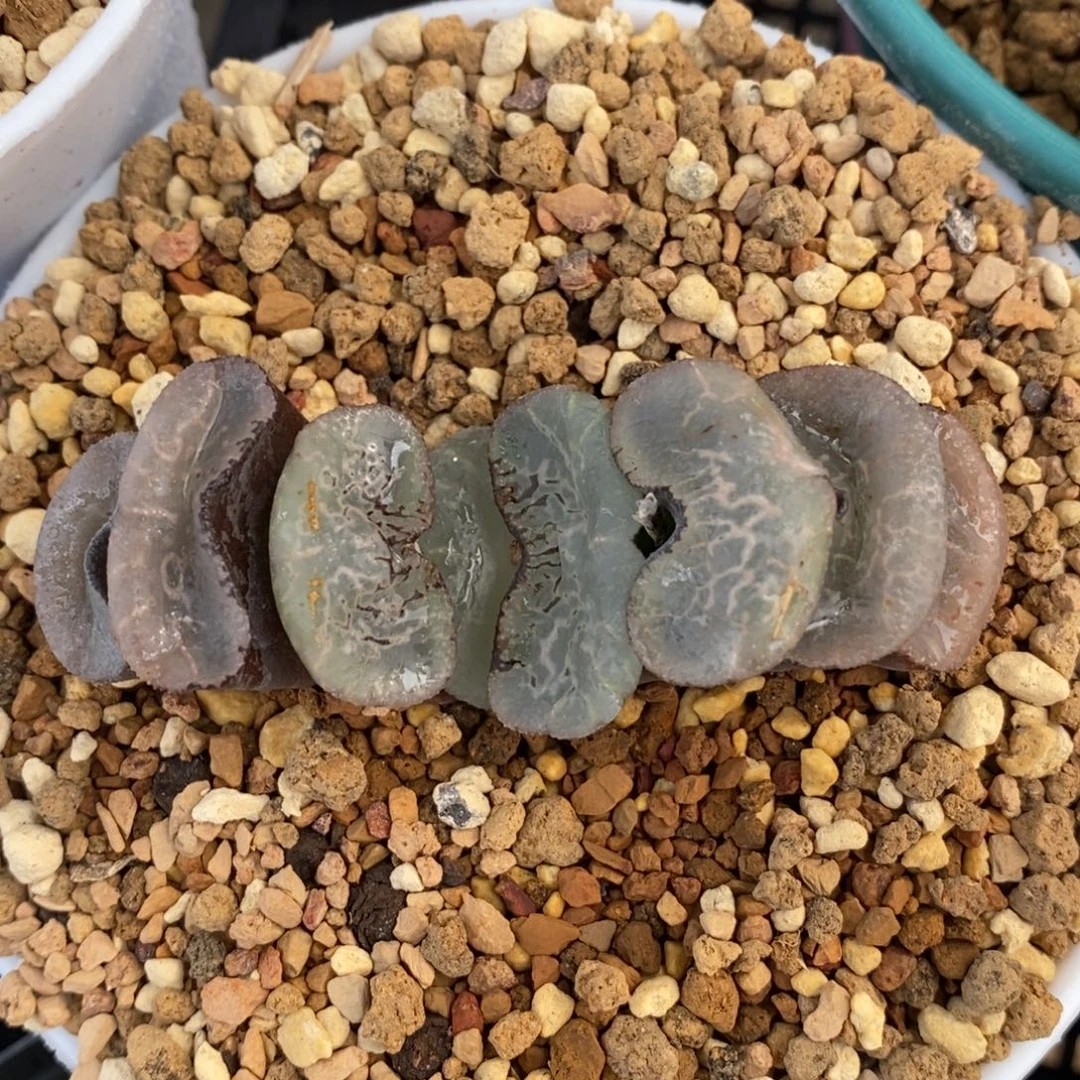 一颗大宽叶浮躁玉扇