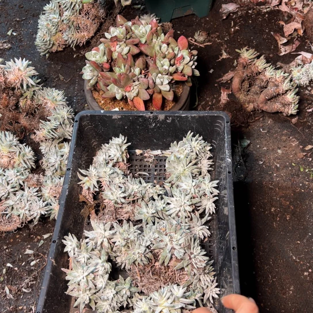 3062哈哈哈哈哈哈哈哈