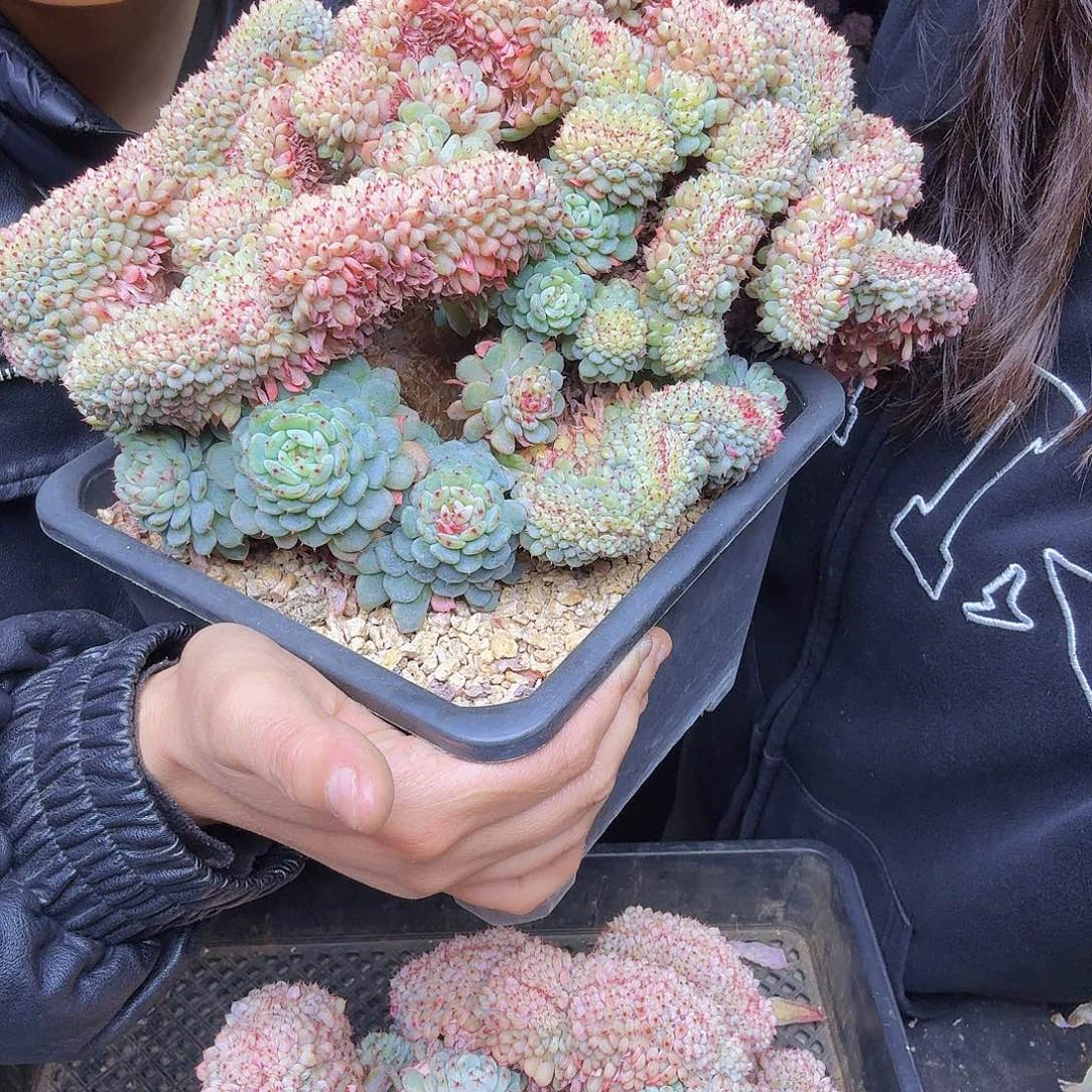(***寻011白胖子缀一颗一物一拍
