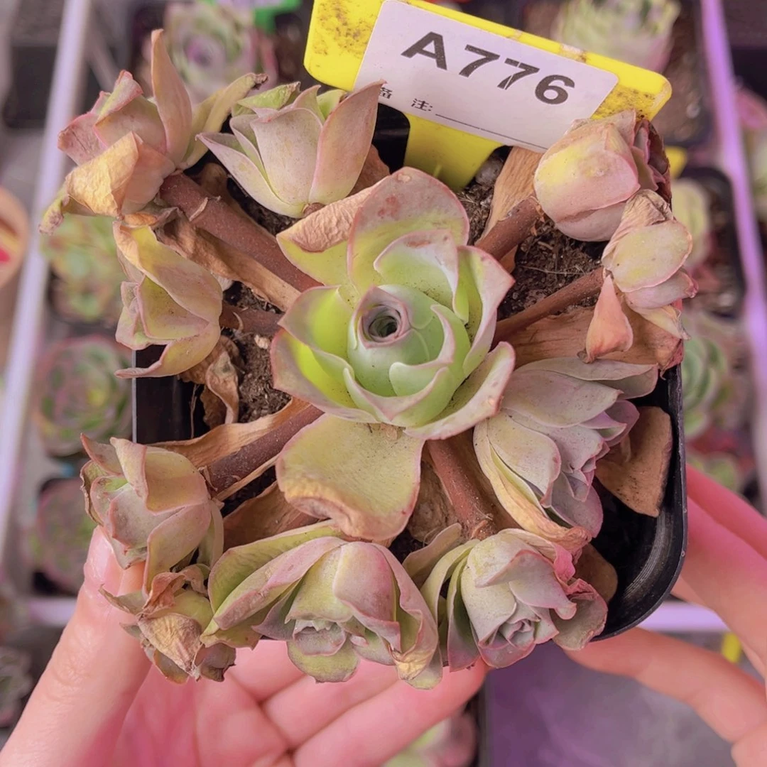 单品一物一拍776号