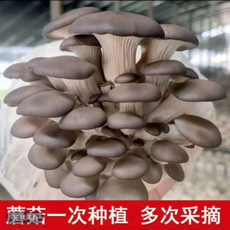 灰平菇蘑菇菌包菌棒盆栽家庭种植好看又好吃基地直销包邮好养活
