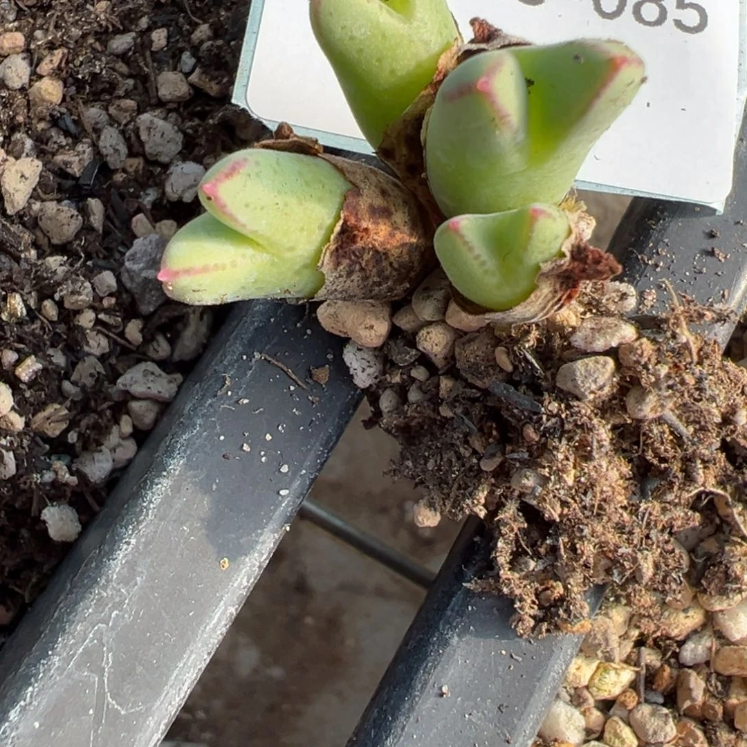 暖***゛13-85肉锥多肉植物