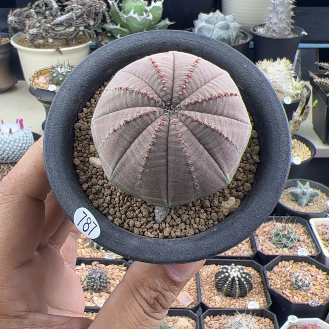 欧布实生5一物一拍787