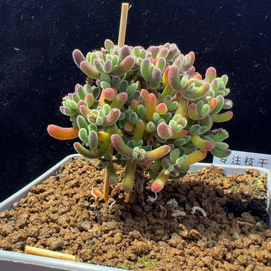 dy066晶莹直杆棒棒糖型规范5cm