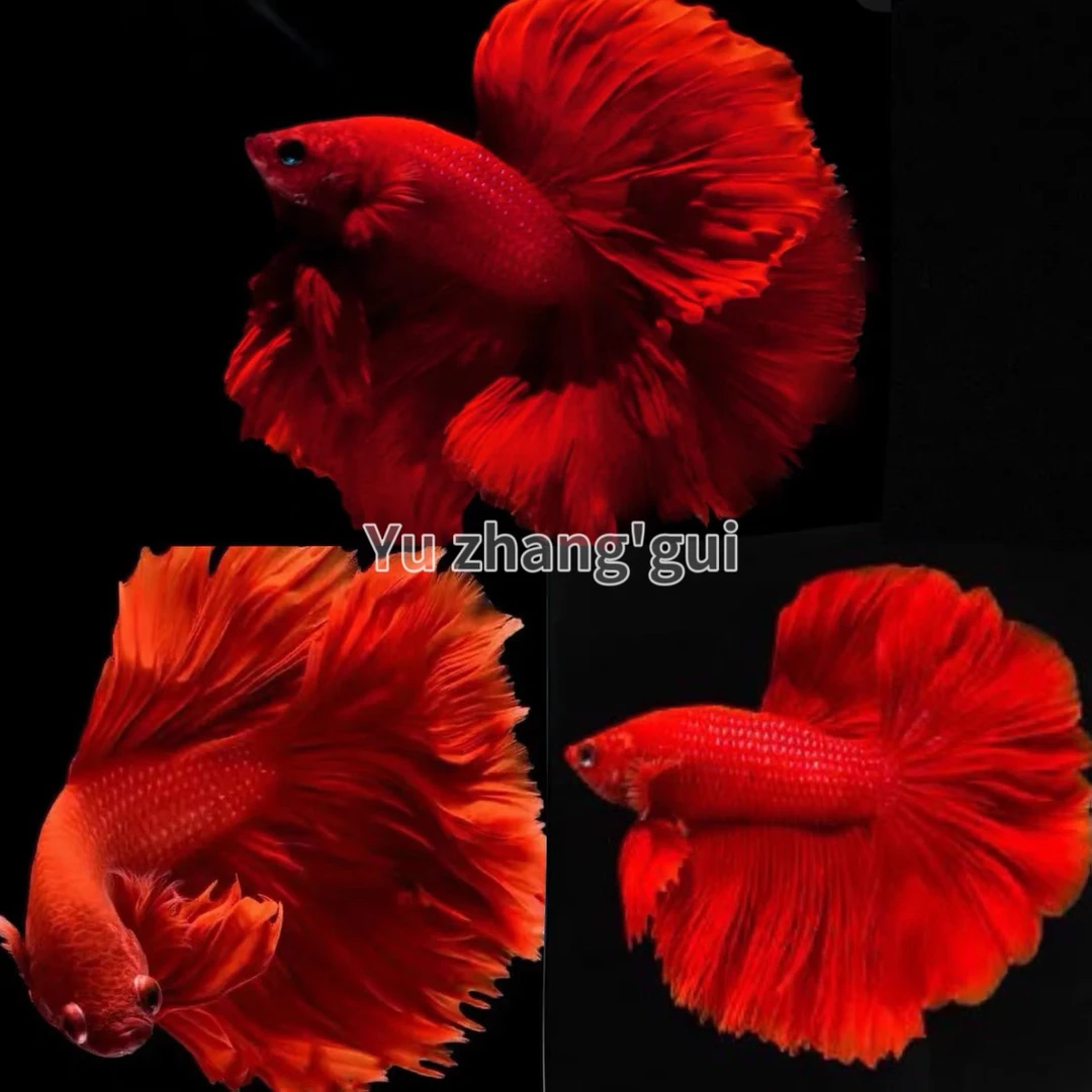 泰国进口半月斗鱼大尾巴热带观赏鱼耐活好养仙女婚纱小型鱼缸