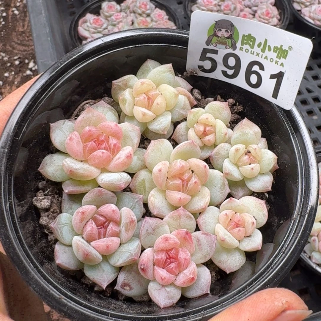 多肉植物多肉植物
