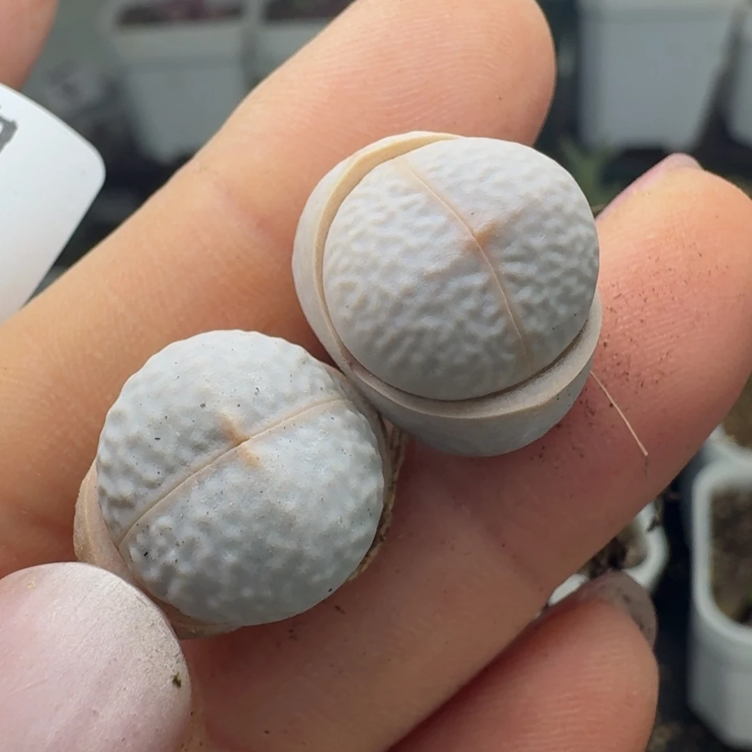 914两颗高尔夫000000000