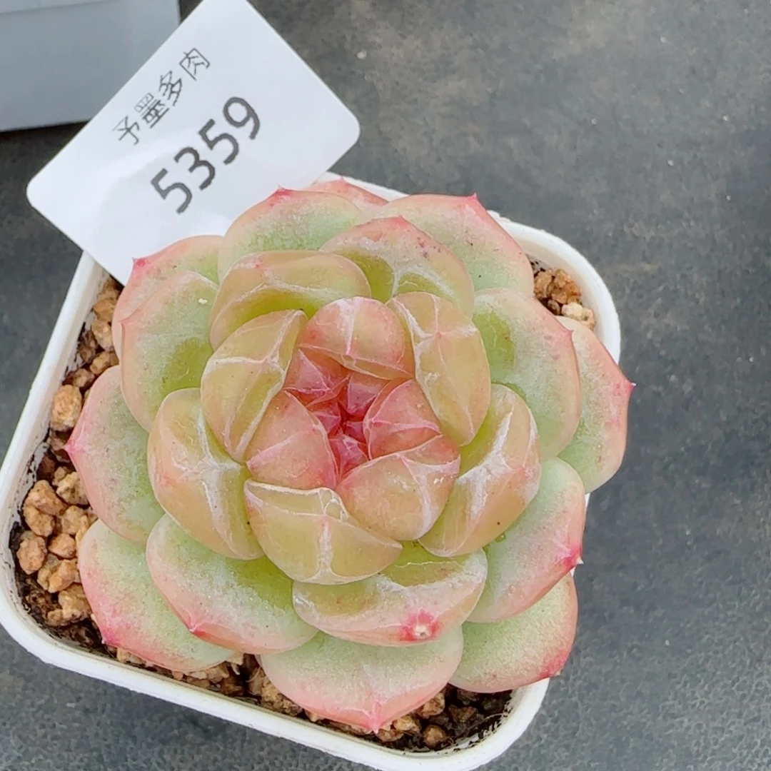 栀子花，5359多肉植物