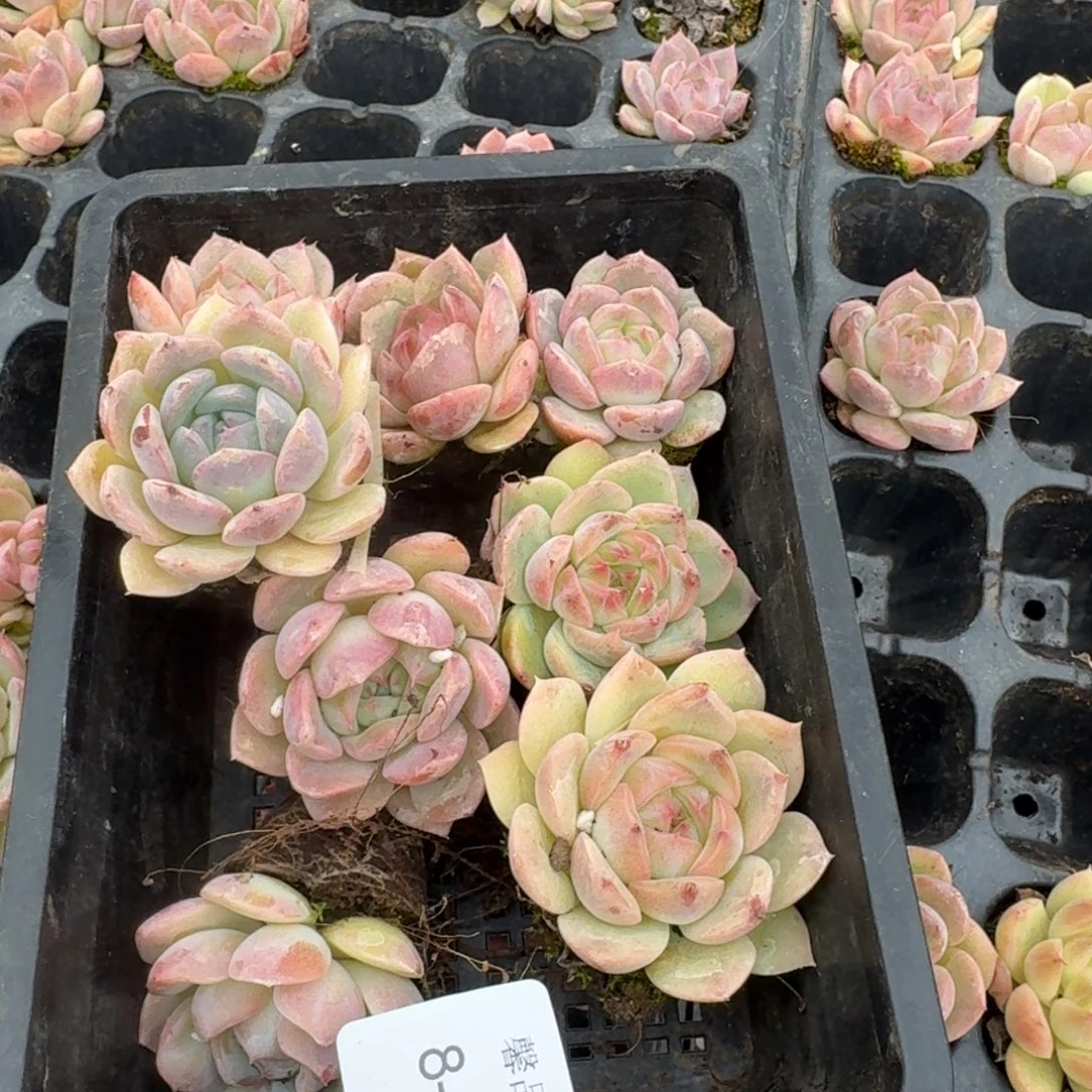 8-16粉色珍妮二十颗量拍发货左六