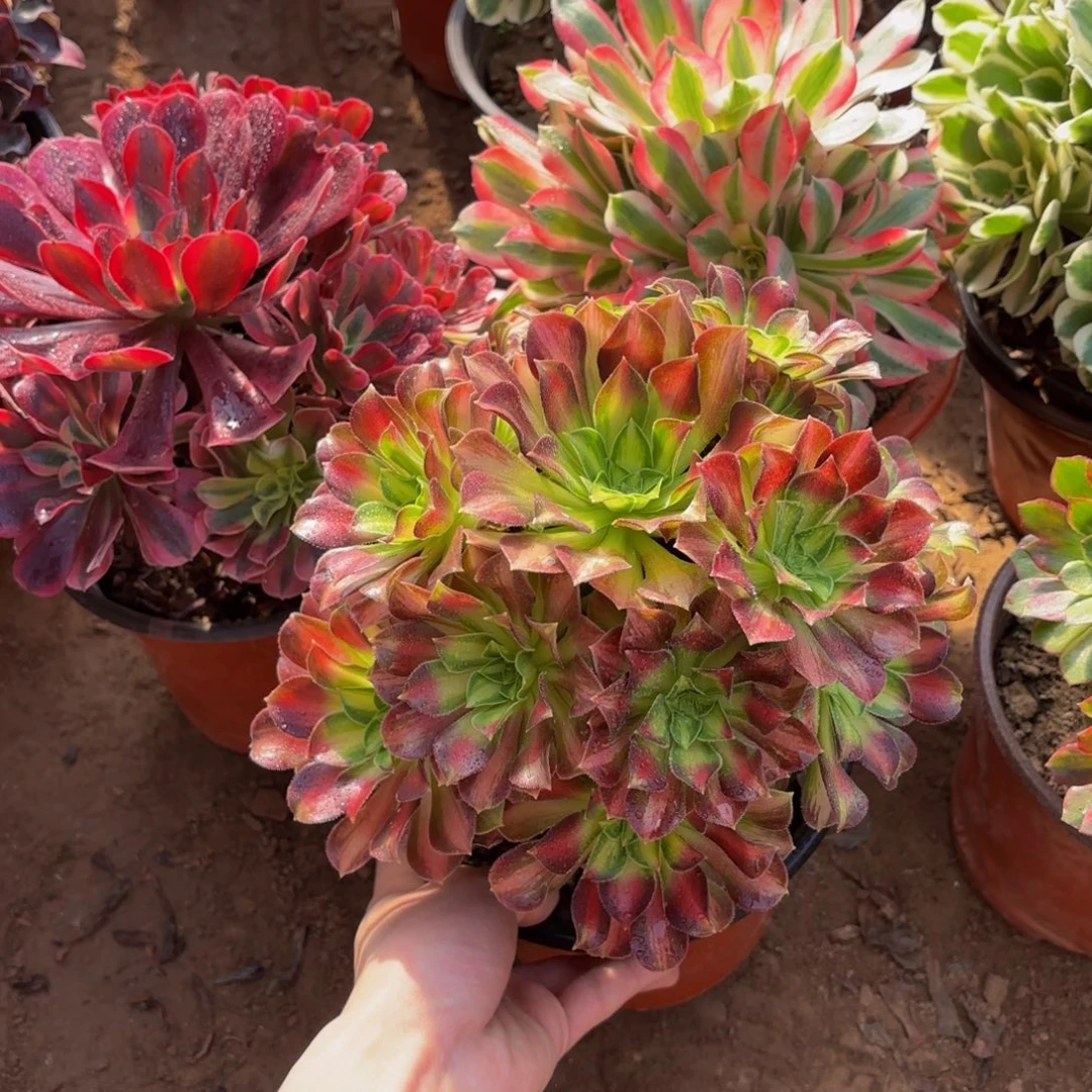 韶华法师9.9多肉植物